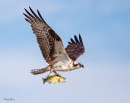 OspreyFish-64.jpg