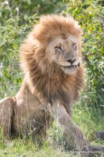 lion  king et.jpg