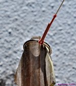 500_8839_001.JPG