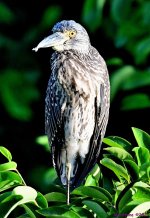 DSC_4766_001.JPG