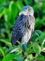 DSC_4777_001.JPG