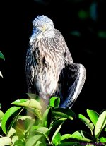 DSC_4792_001.JPG