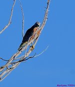 DSC_4808_001.JPG