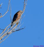 DSC_4812_001.JPG