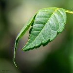 Leaf-61.jpg