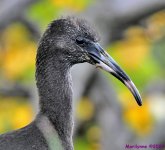 DSC_4972_001.JPG