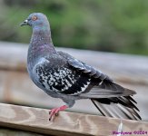 DSC_4975_001.JPG