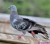 DSC_4977_001.JPG