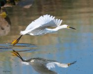 SnowyFlyingCatch-62.jpg