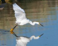 SnowyFlyingCatch-63.jpg