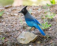 StellersJay-62.jpg