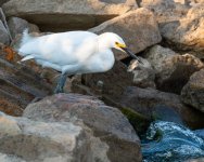 SnowyInletFish-62.jpg