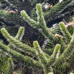 Monkey Puzzle Tree.jpg