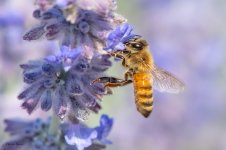 BeesLavender-61.jpg