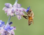 BeesLavender-62.jpg