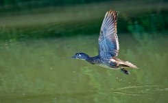 Wood duck.jpg
