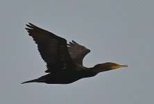 ROY_7198_01.JPG