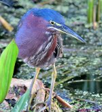 DSC_5065_001.JPG
