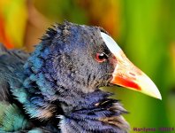 DSC_5076_001.JPG