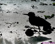 DSC_5082_001.JPG