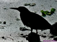 DSC_5088_001.JPG