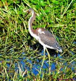 DSC_5102_001.JPG