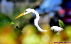 DSC_5123_001.JPG