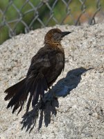 Grackle5.jpg