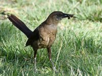 Grackle10.jpg