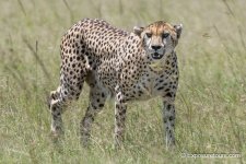 Cheetah walkabout et.jpg