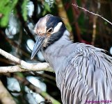 DSC_5133_001.JPG