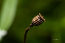 _DSC6053.jpg