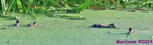 DSC_5189_stitch_001.JPG