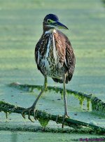 DSC_5200_001.JPG