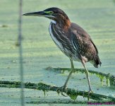 DSC_5205_001.JPG