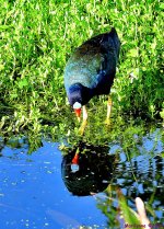 DSC_5216_001.JPG