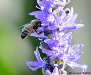 DSC_5241_001.JPG