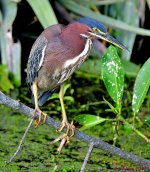 DSC_5252_001.JPG