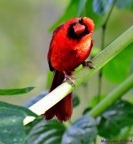 DSC_5273_001.JPG