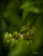 _DSC6120-SharpenAI-Focus-2.jpg