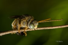 _DSC6188-SharpenAI-Focus.jpg