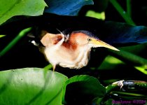 DSC_5334_001.JPG