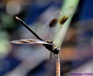 DSC_5341_001.JPG