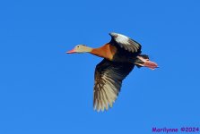 DSC_5349_001.JPG