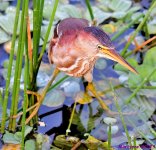 DSC_5375_001.JPG