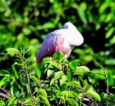 DSC_5410_001.JPG