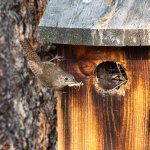 WrenNest-66.jpg