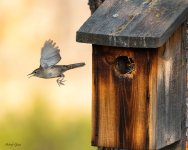 WrenNest-67.jpg