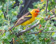 WesternTaneger-64.jpg