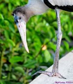 DSC_5466_001.JPG